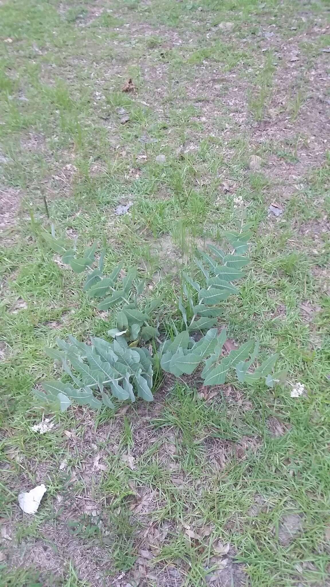 Image of pinewoods milkweed