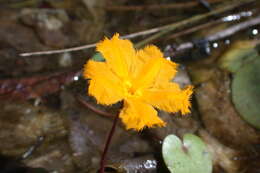 Слика од Nymphoides aurantiaca (Dalz.) Kuntze