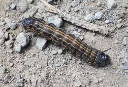 Image of Orange-tipped oakworm moth