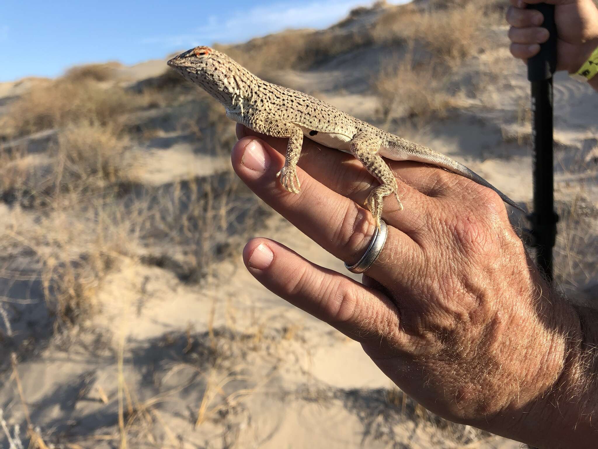 Image of Yuman Desert Fringe-toed Lizard