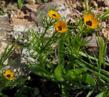 Image of Adonis dentata Delile