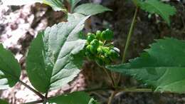 Panax quinquefolius L. resmi