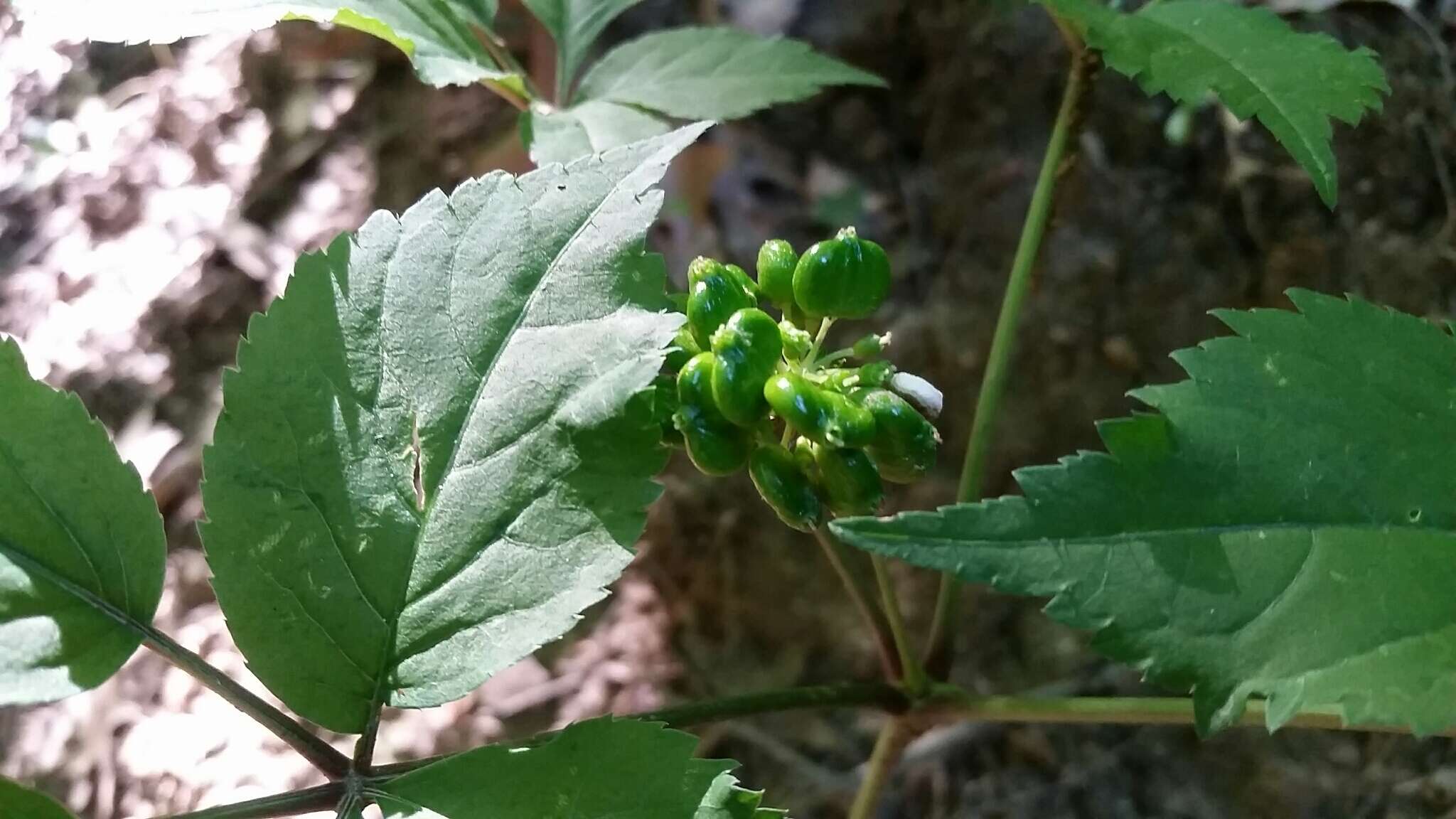 Panax quinquefolius L. resmi