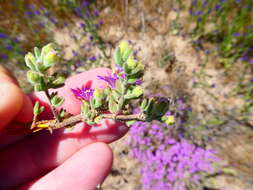 Imagem de Drosanthemum ambiguum L. Bol.