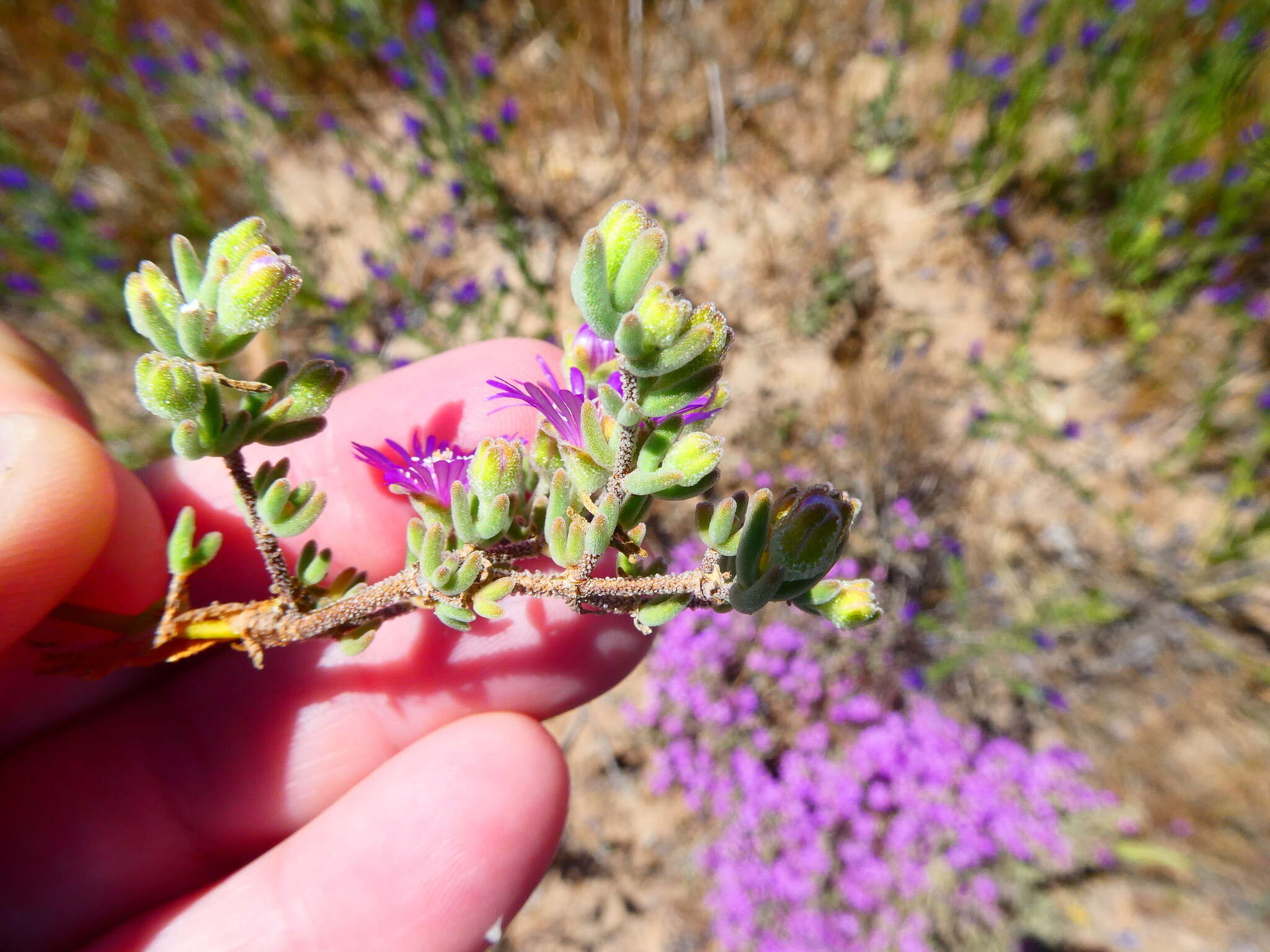 Imagem de Drosanthemum ambiguum L. Bol.