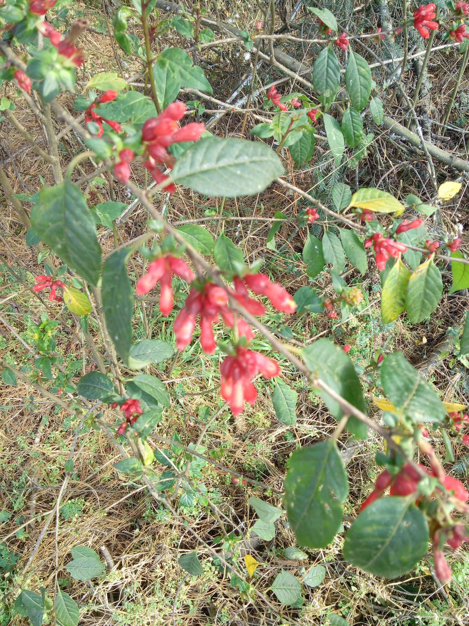 صورة Cestrum fasciculatum (Schltdl.) Miers