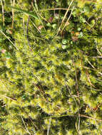 Image of elongate racomitrium moss