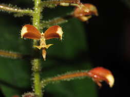 Image of Ponthieva diptera Linden & Rchb. fil.