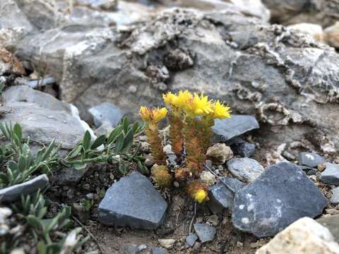 صورة Sedum catorce G. L. Nesom