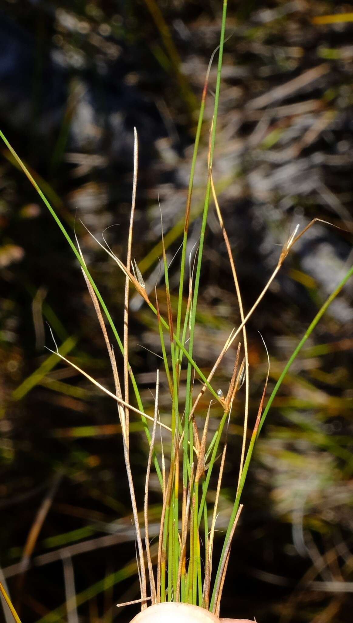 Image of Anthochortus capensis Esterh.