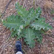 Image of Cotton Thistle