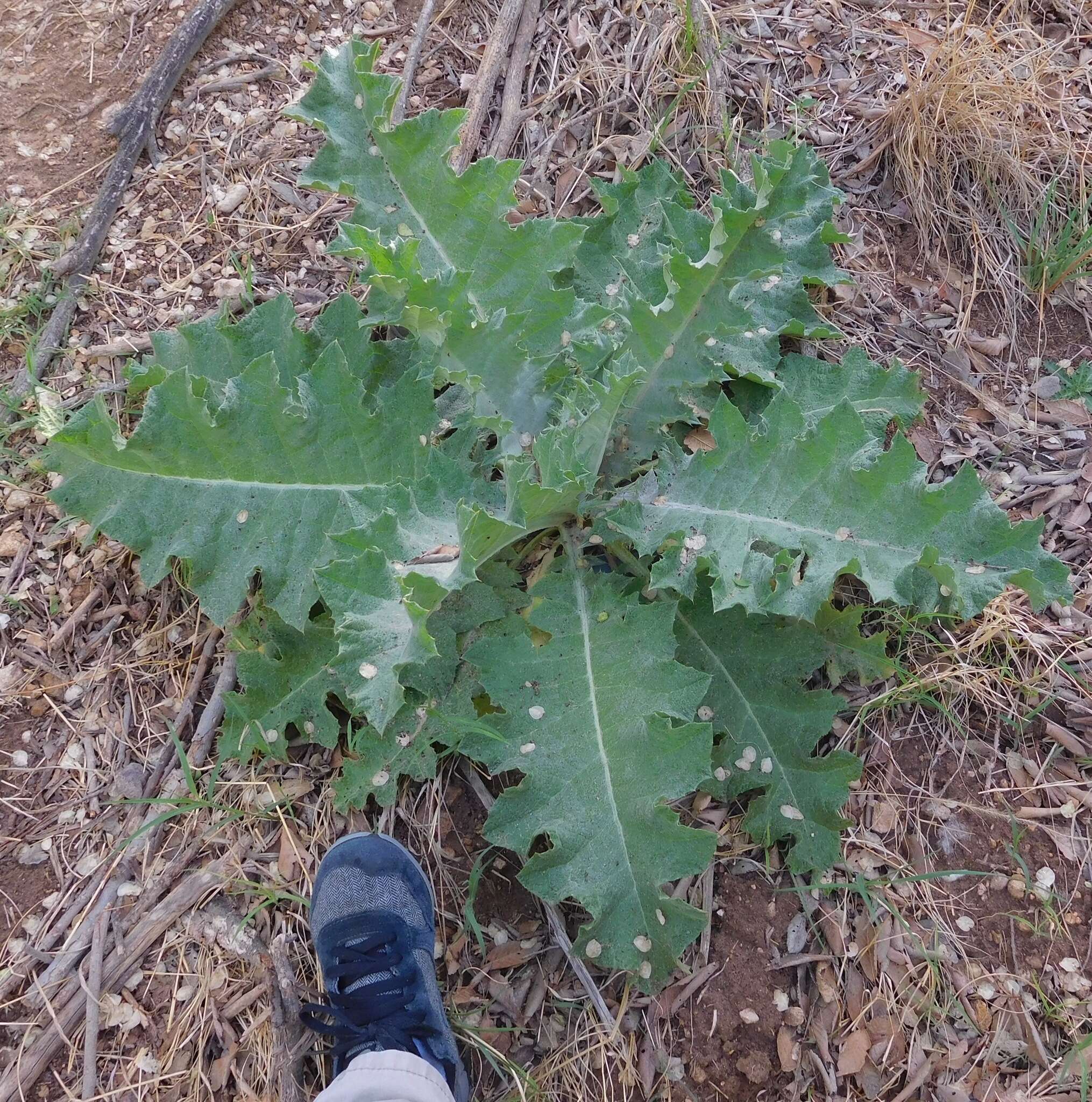 Image of Cotton Thistle