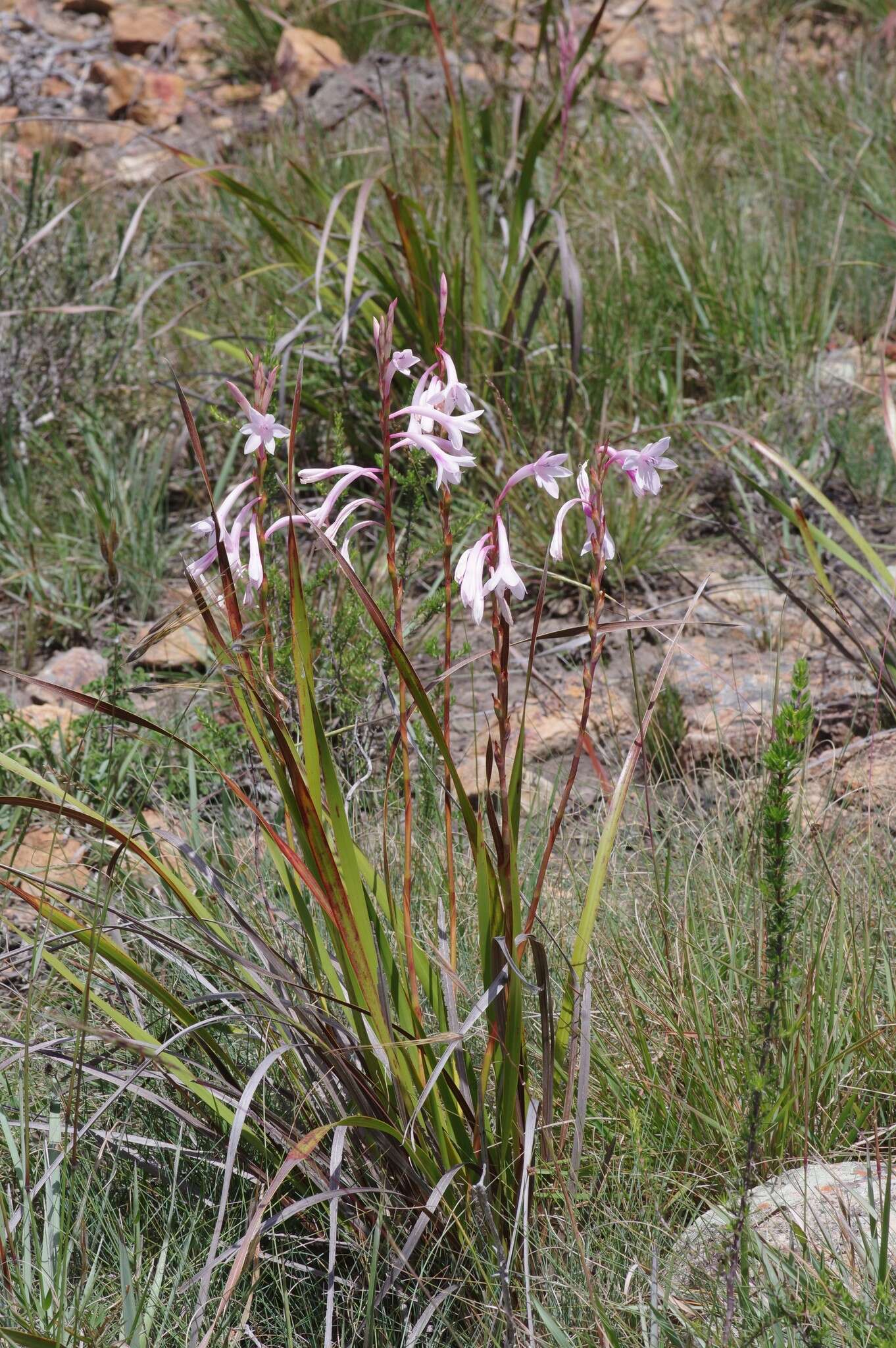 Image of Watsonia knysnana L. Bolus