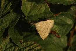 Imagem de Polypogon tentacularia Linnaeus 1758