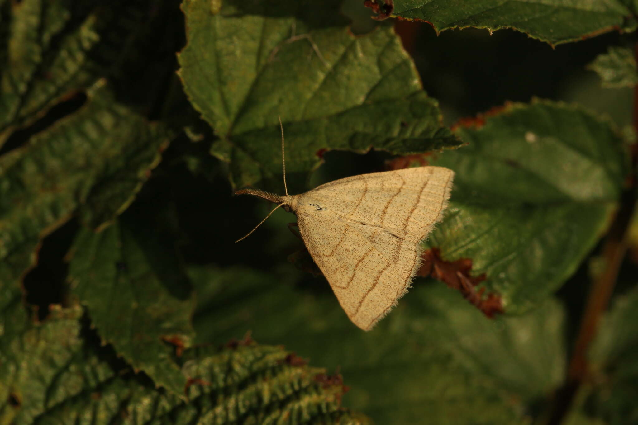 Polypogon tentacularia Linnaeus 1758的圖片