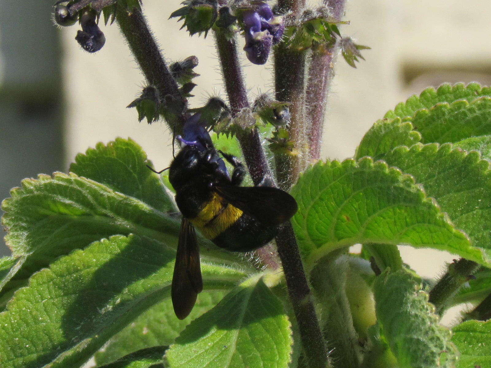 Image of Xylocopa caffra (Linnaeus 1767)