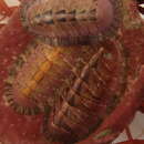 Sivun Rhyssoplax canaliculata (Quoy & Gaimard 1835) kuva