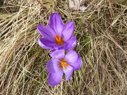 Image of various-coloured crocus