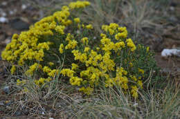 Image of Limonium aureum (L.) Hill