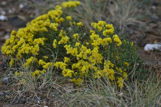 Image of Limonium aureum (L.) Hill