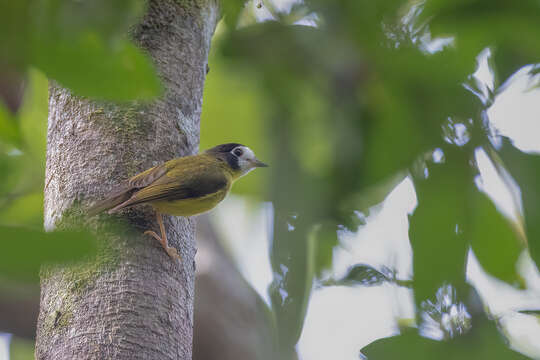 Image of White-faced Robin