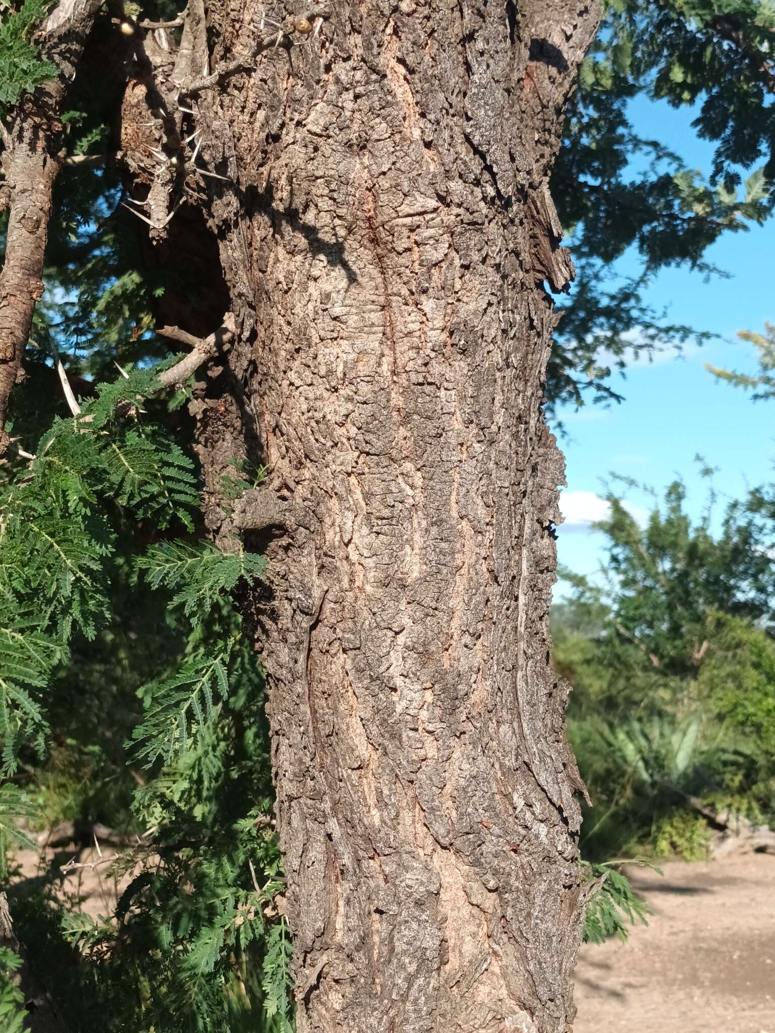 Image of Grey-haired acacia