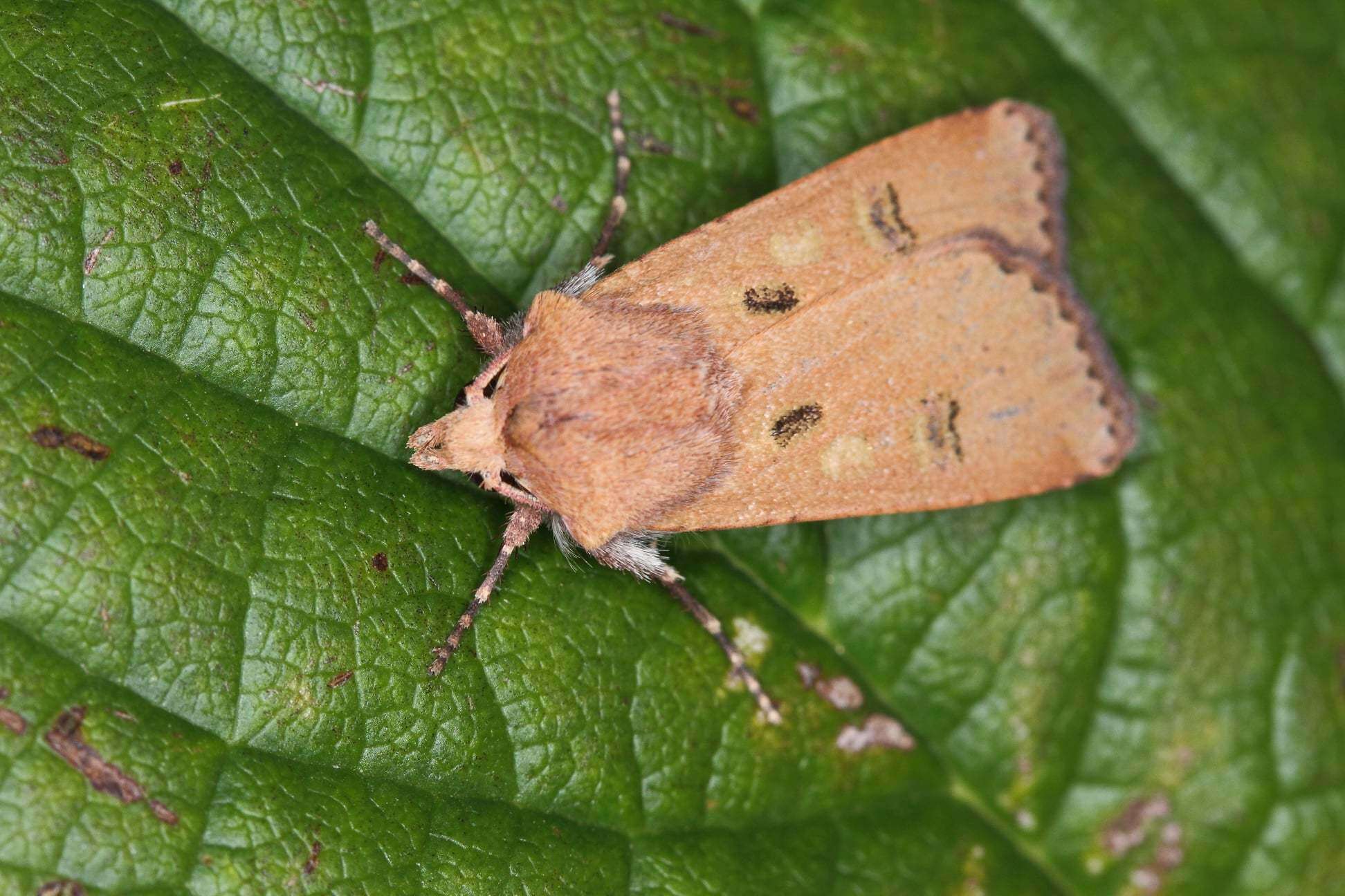 Image of Agrotis trux Hübner 1824