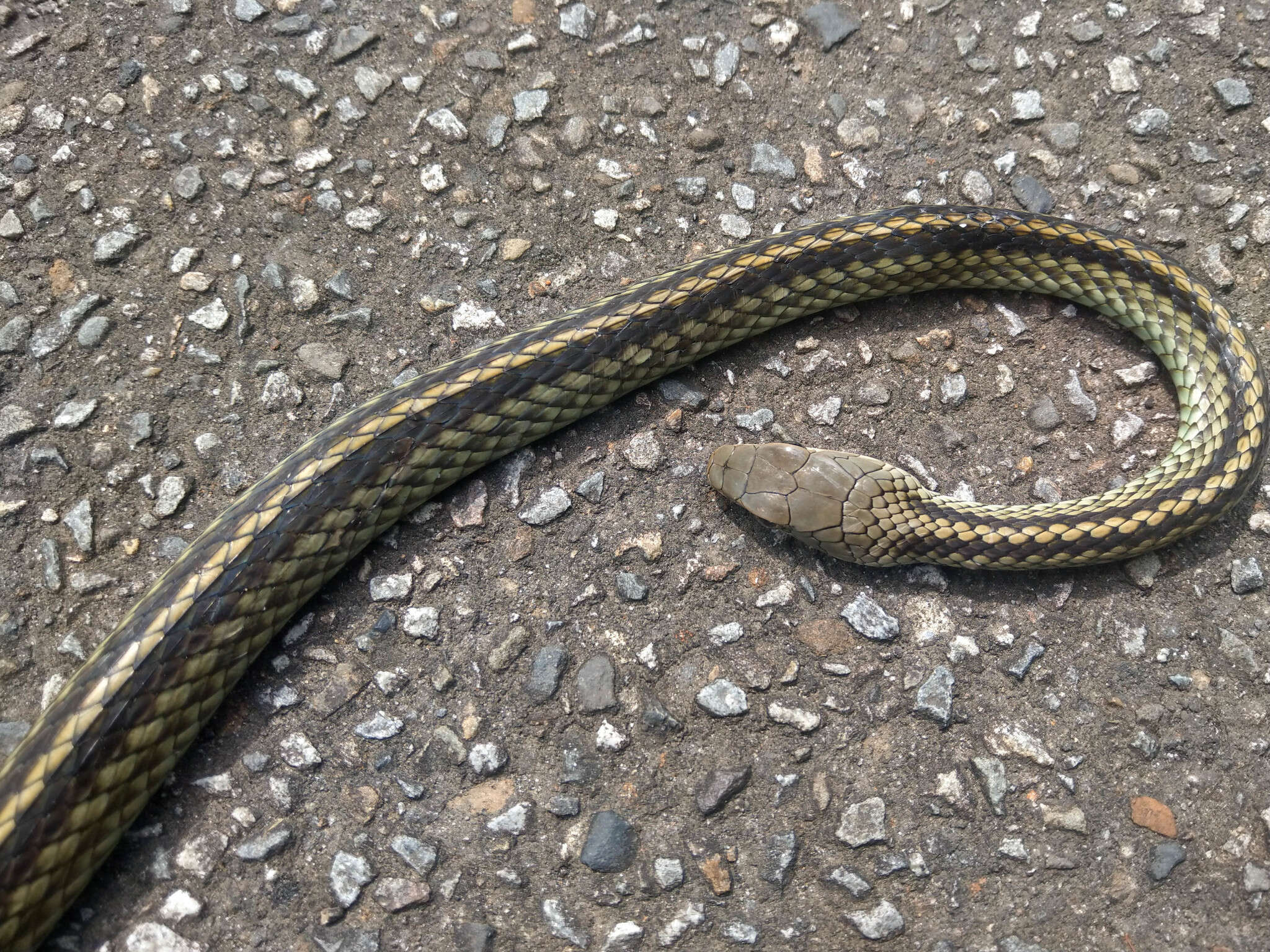 Image of Cantor's rat snake