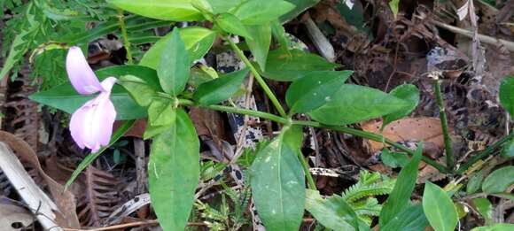 Image of Dicliptera tinctoria