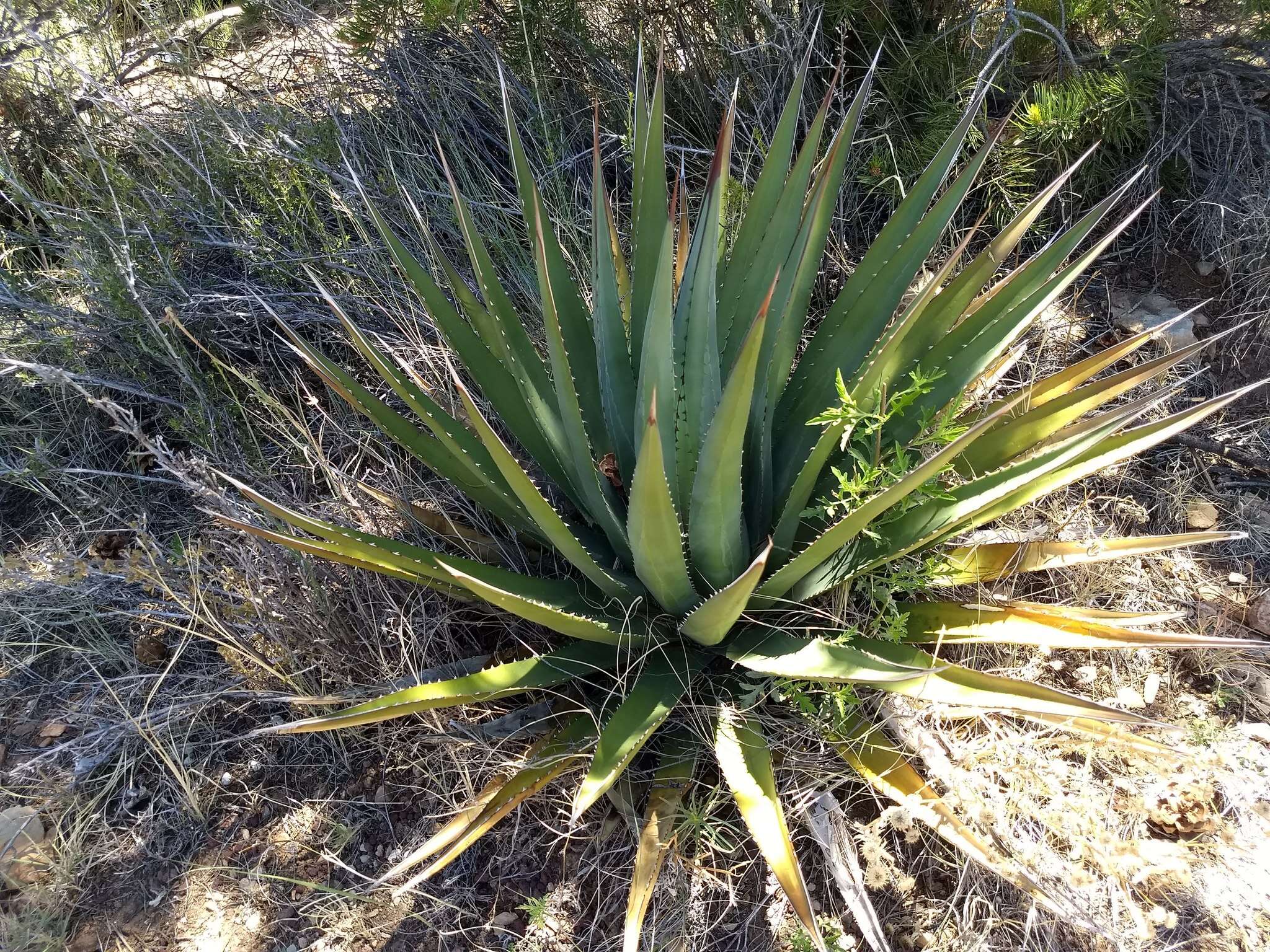 Слика од Agave utahensis subsp. kaibabensis (McKelvey) Gentry