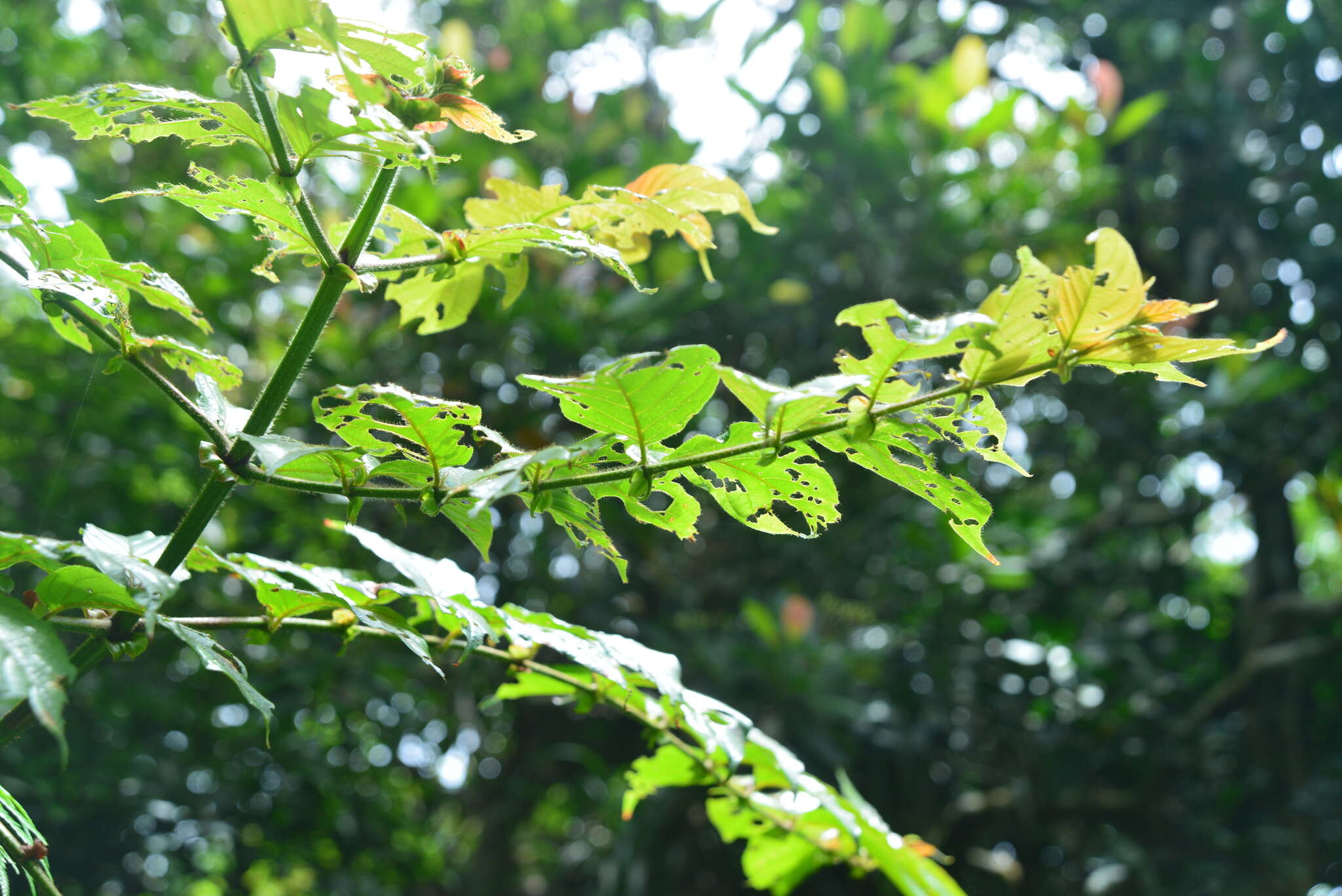 Image of Uncaria lanosa var. appendiculata (Benth.) Ridsdale