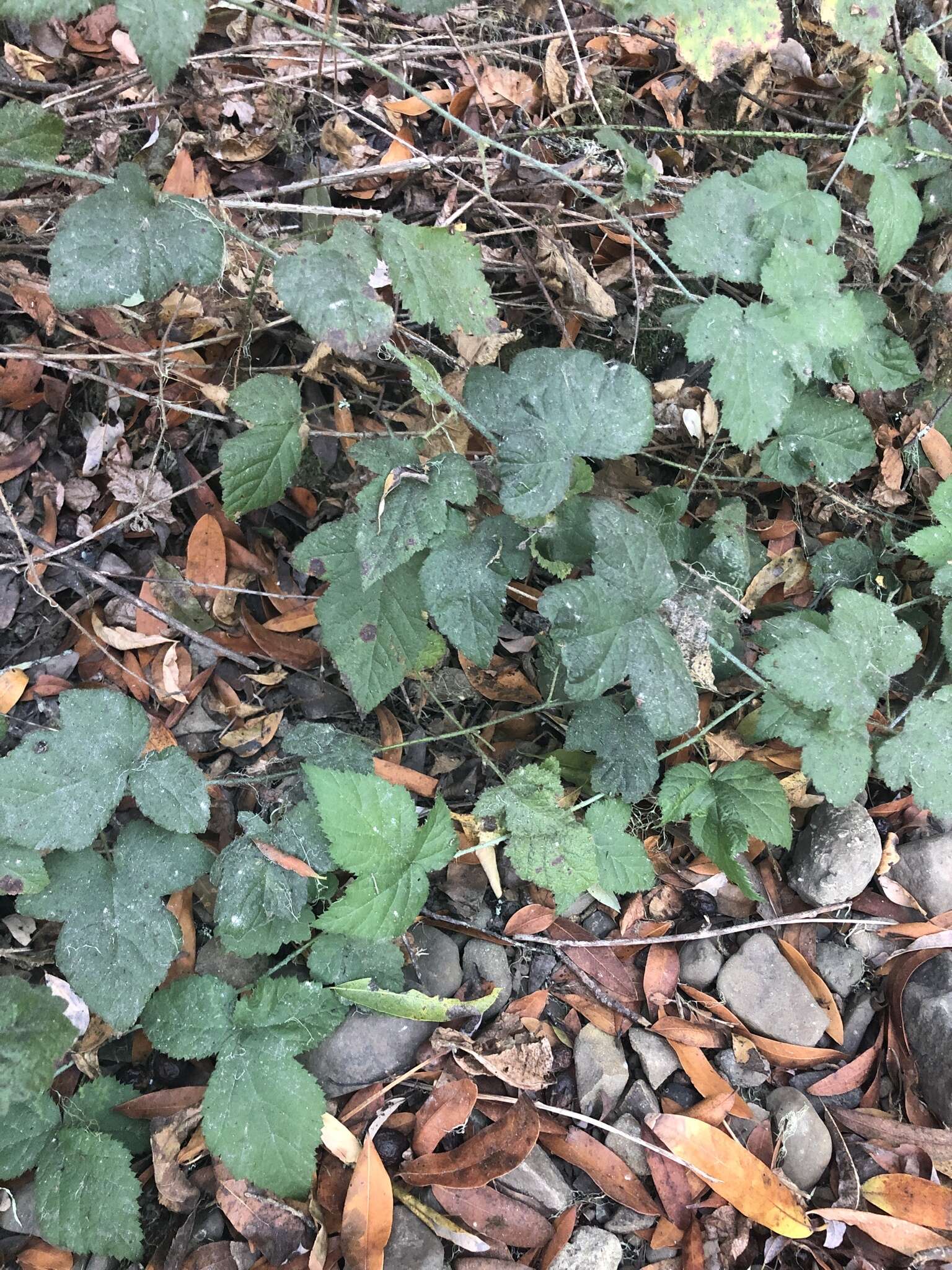 Rubus ursinus subsp. macropetalus (Dougl. ex Hook.) Taylor & Mac Bryde的圖片