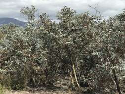 Image of Risdon peppermint gum