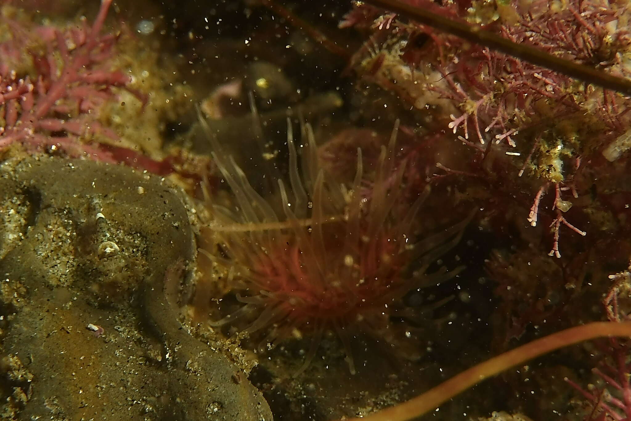 Image of wormy anemone