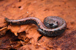 Image of Oregon Slender Salamander