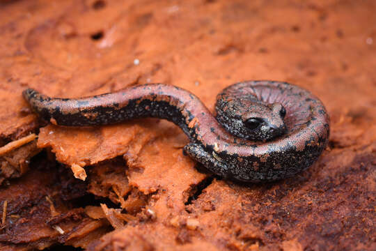 Image of Oregon Slender Salamander