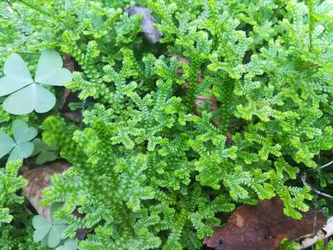 Image of Selaginella delicatissima Linden