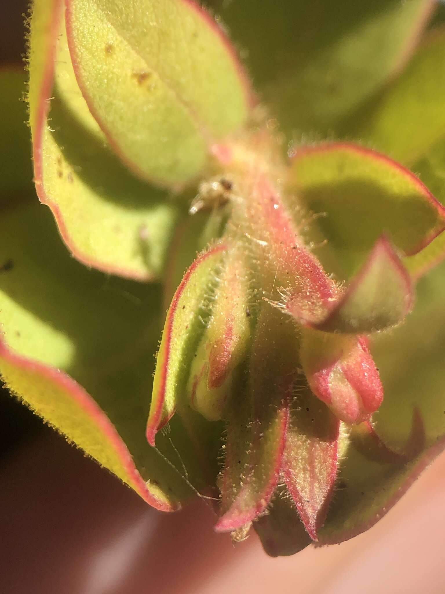 Image de Arctostaphylos refugioensis Gankin