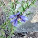 Image of Setchellanthus caeruleus T. S. Brandeg.