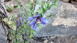 Image of Setchellanthus caeruleus T. S. Brandeg.