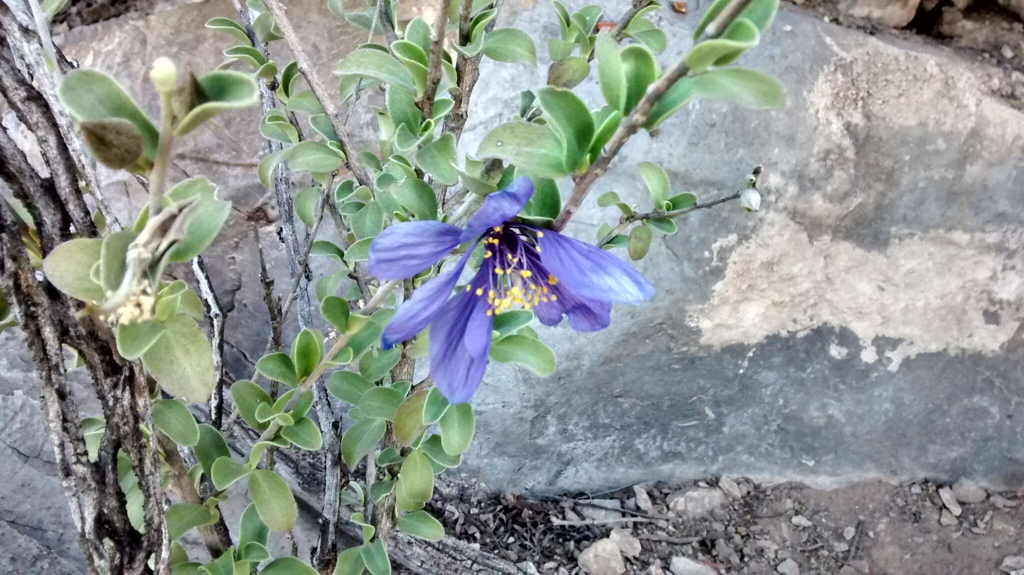 Image of Setchellanthus caeruleus T. S. Brandeg.