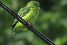 Image of Spectacled Parrotlet