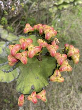 Image of Euphorbia bussei Pax