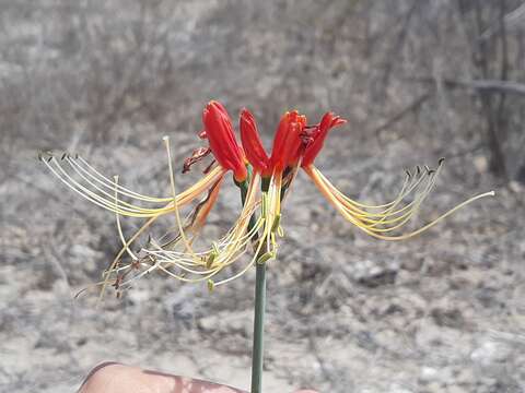 Image of Eucrosia bicolor var. bicolor