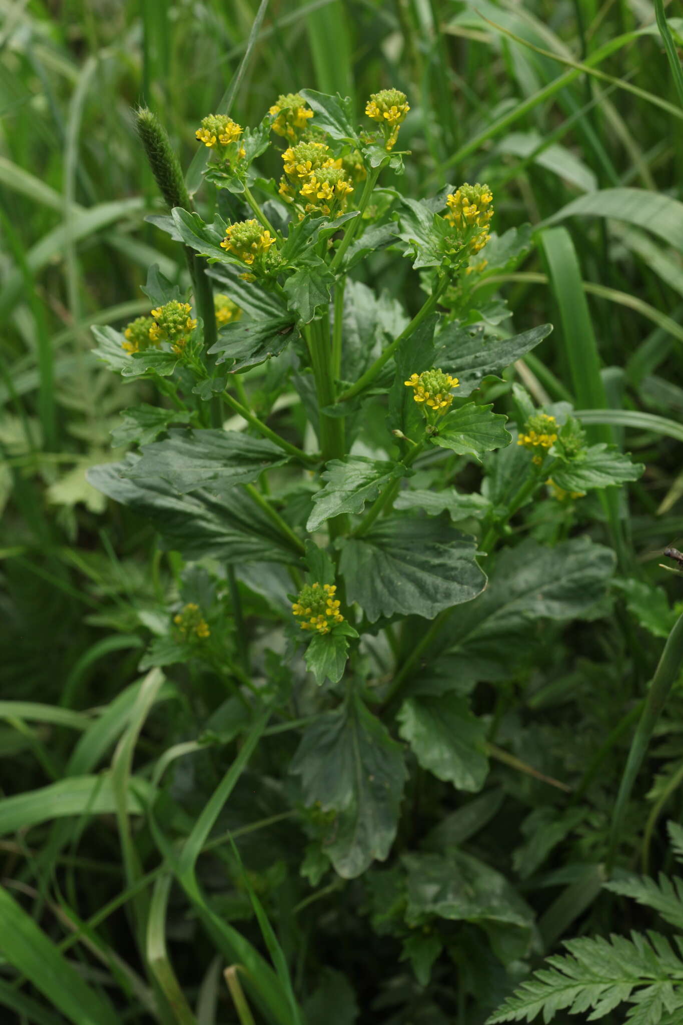 Image of small flowered winter-cress