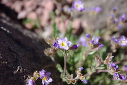 Image de Polemonium pulcherrimum subsp. pulcherrimum