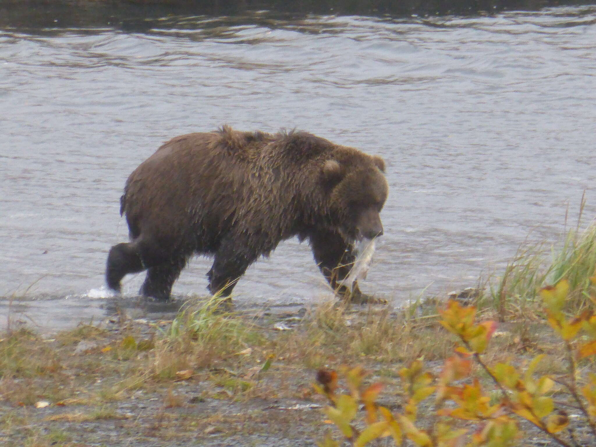 Image of Ursus arctos middendorffi Merriam 1896