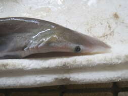 Image of Pacific spadenose shark