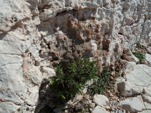 Image of Plantago subulata L.