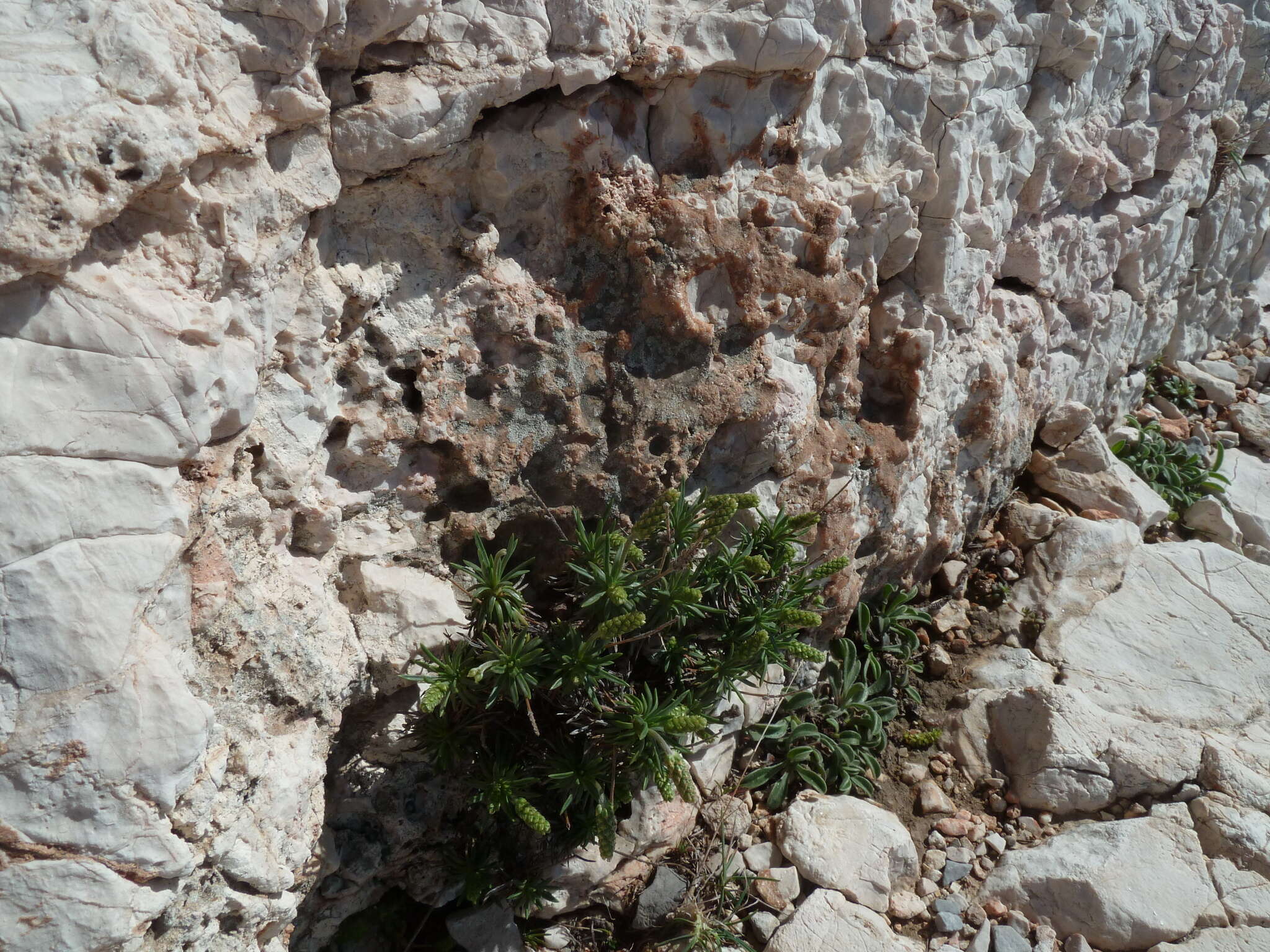 Image of Plantago subulata L.